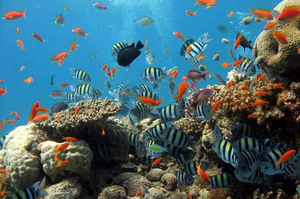 Aquarium Fische Unterwasserwelt Wasser