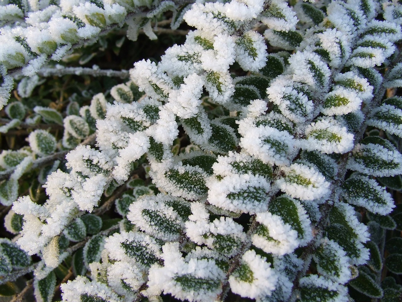 Frost Eis Pflanzen Kräuter Gemüse Gewächshaus