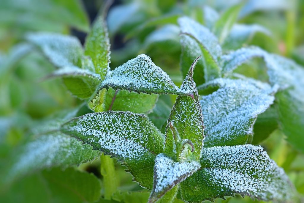 Frost Garten Kräuter Pflanzen Graupel