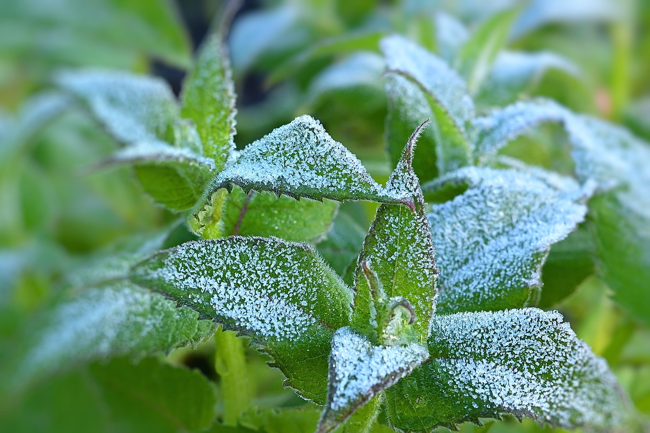 Frost Garten Kräuter Pflanzen Graupel