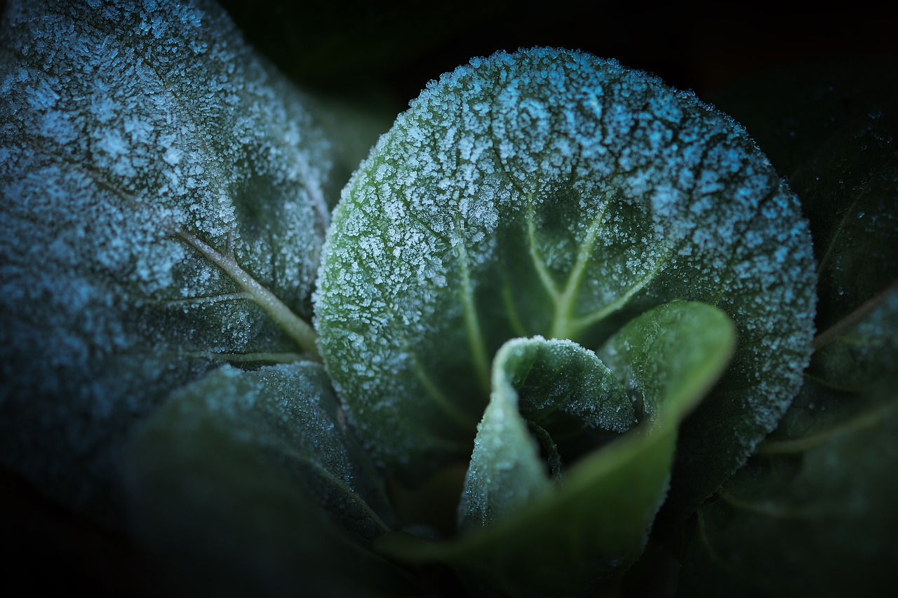 Frost Gemüse Gewächshaus Pflanzen