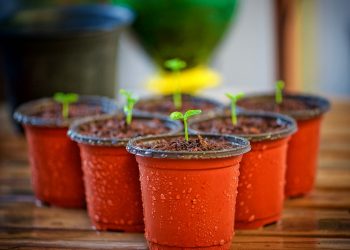 Bio Green Gewächshausheizung | Frostwächter Palma, Warmax & IP X4