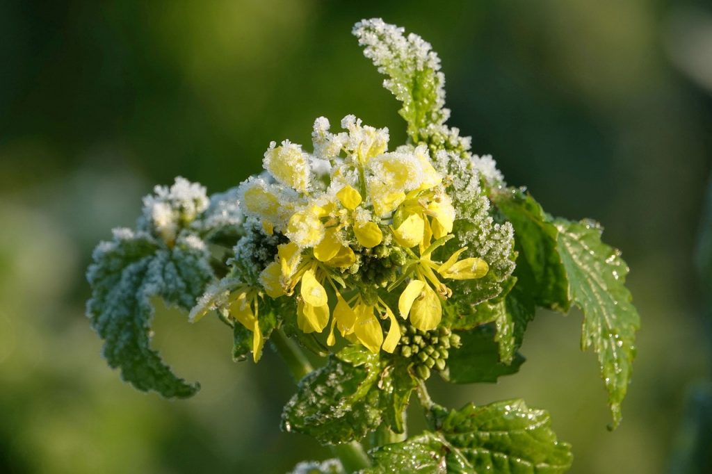 Gelber Senf Pflanze Kräuter Frost Bodenfrost Winter