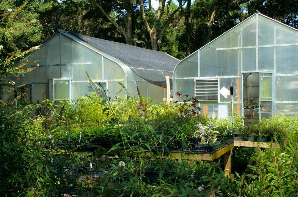 Gewächshaus Pflanzen Blumen Kräuter
