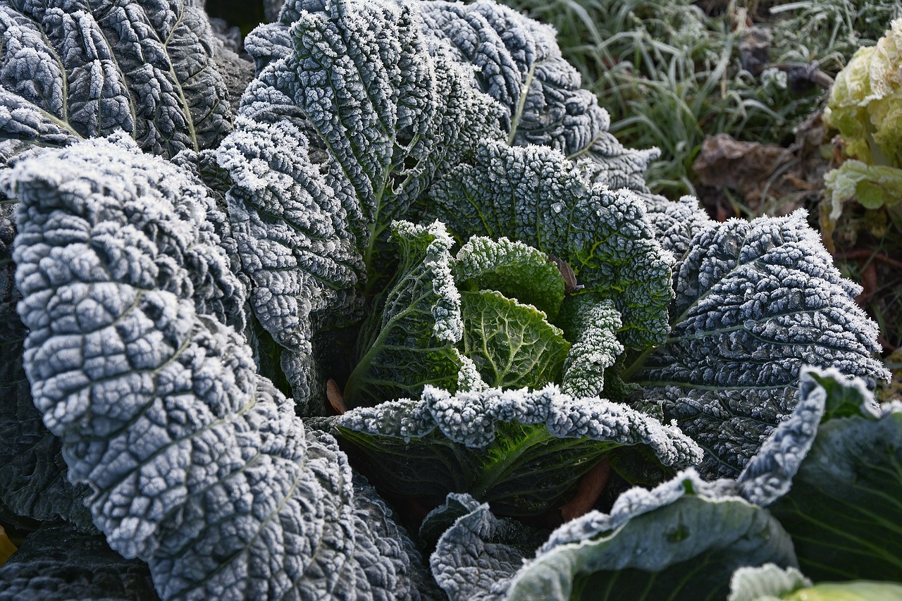 Gewächshaus Frost Kohl Gemüse