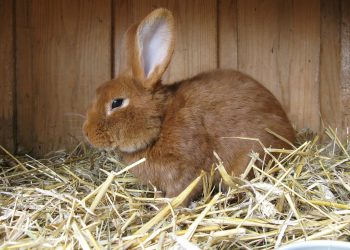 Heizung für Kaninchenstall im Winter | Kaninchen & Meerschweinchen