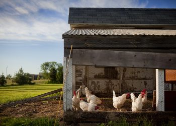 Heizung für Hühnerstall | Heizen im Winter mit/ohne Strom