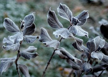 Heizkabel als Frostschutz | Eisfrei mit Frostschutzkabel