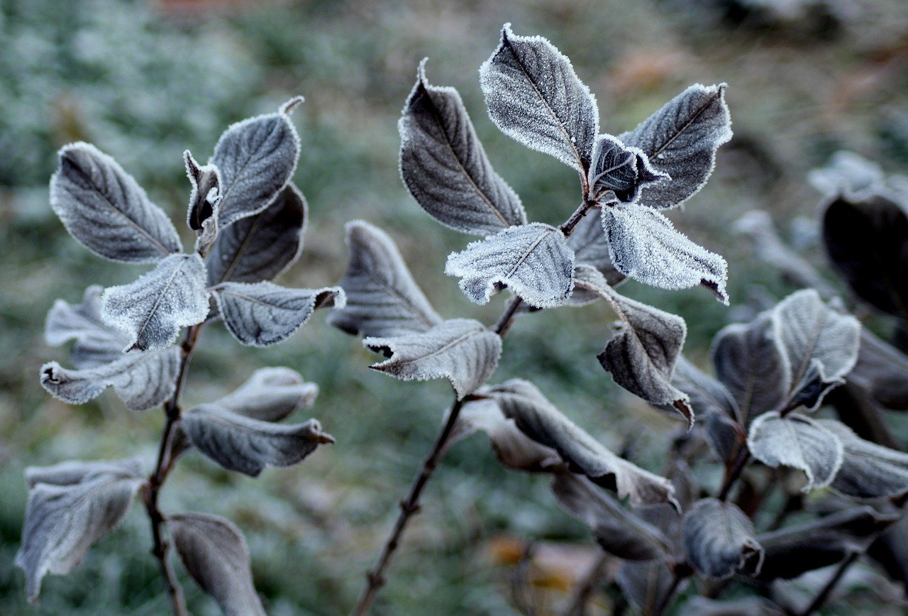 Raureif Frost Winter Kälte Pflanzen Garten