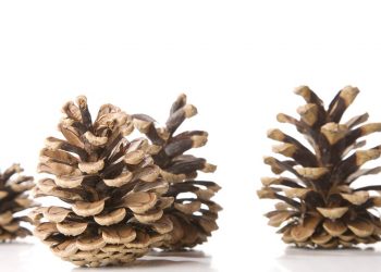 Tannenzapfen als Grillanzünder? | Ofenanzünder aus Zapfen herstellen