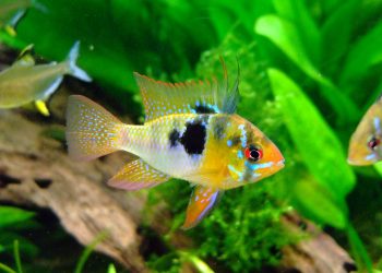 Außenfilter für Aquarium mit Heizung | Integrierter Filter