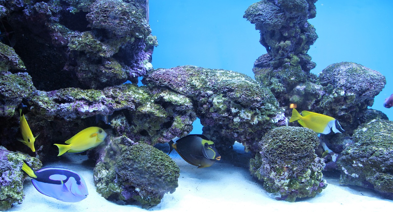 Aquarium Zierfische Wasser Unterwasserwelt