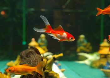 Welche Fische brauchen keine Heizung / Heizstab im Aquarium?