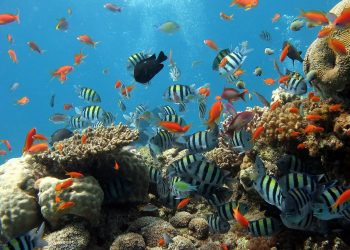 Heizung für Aquarium richtig einstellen | Heizstab-Anleitung