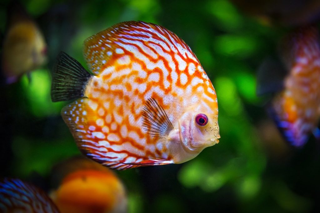Fische Wasser Aquarium Diskus Pflanzen