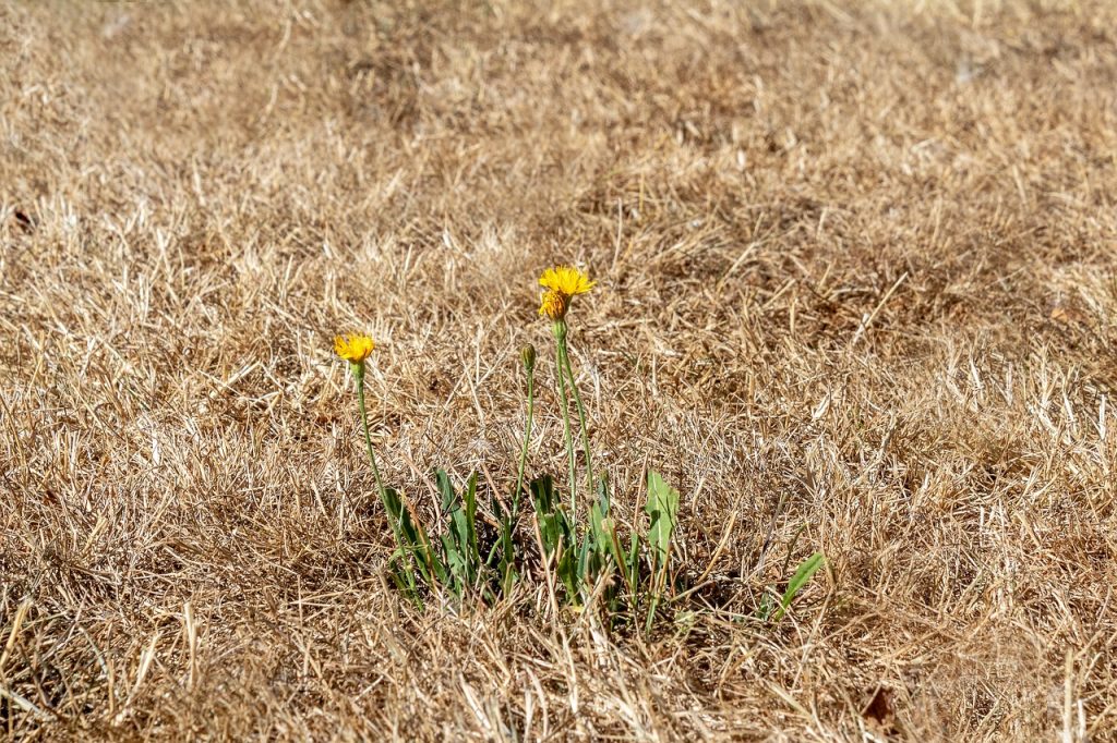 Rasen Wiese Trockenheit Dürre Verbrannt