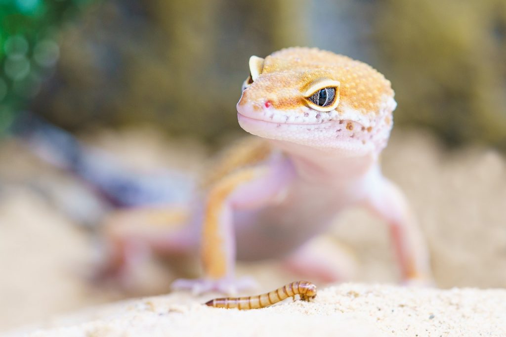 Reptil Terrarium Echse Gecko