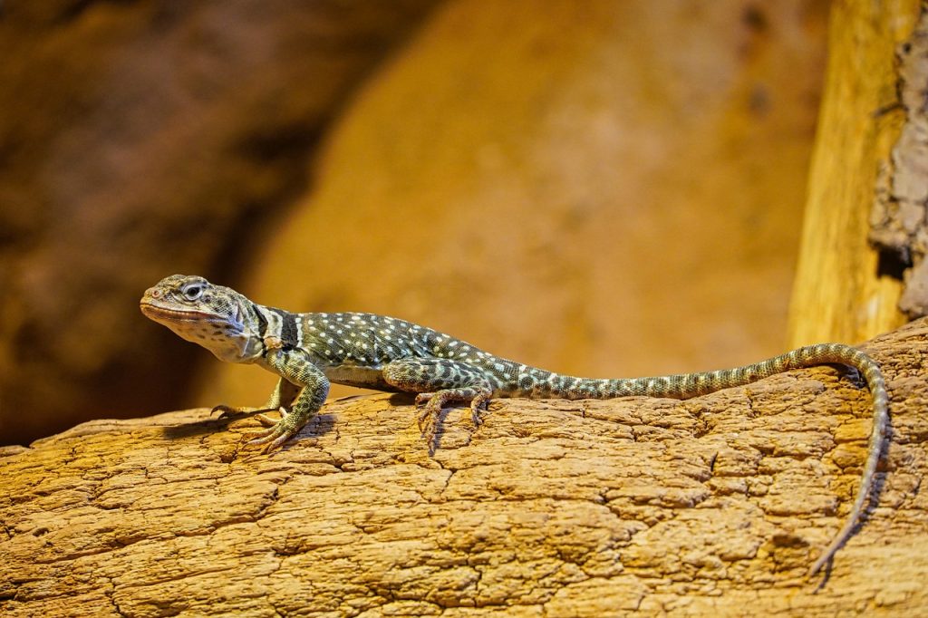 Terrarium Echse Lizard Gecko