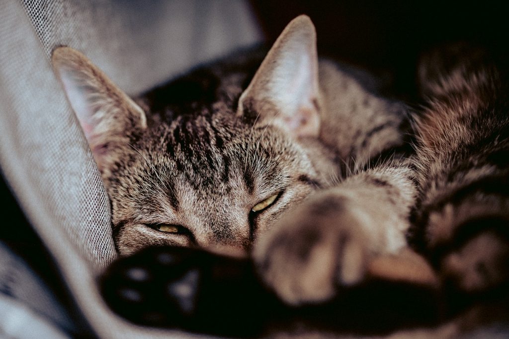 Katze schläft Haustier
