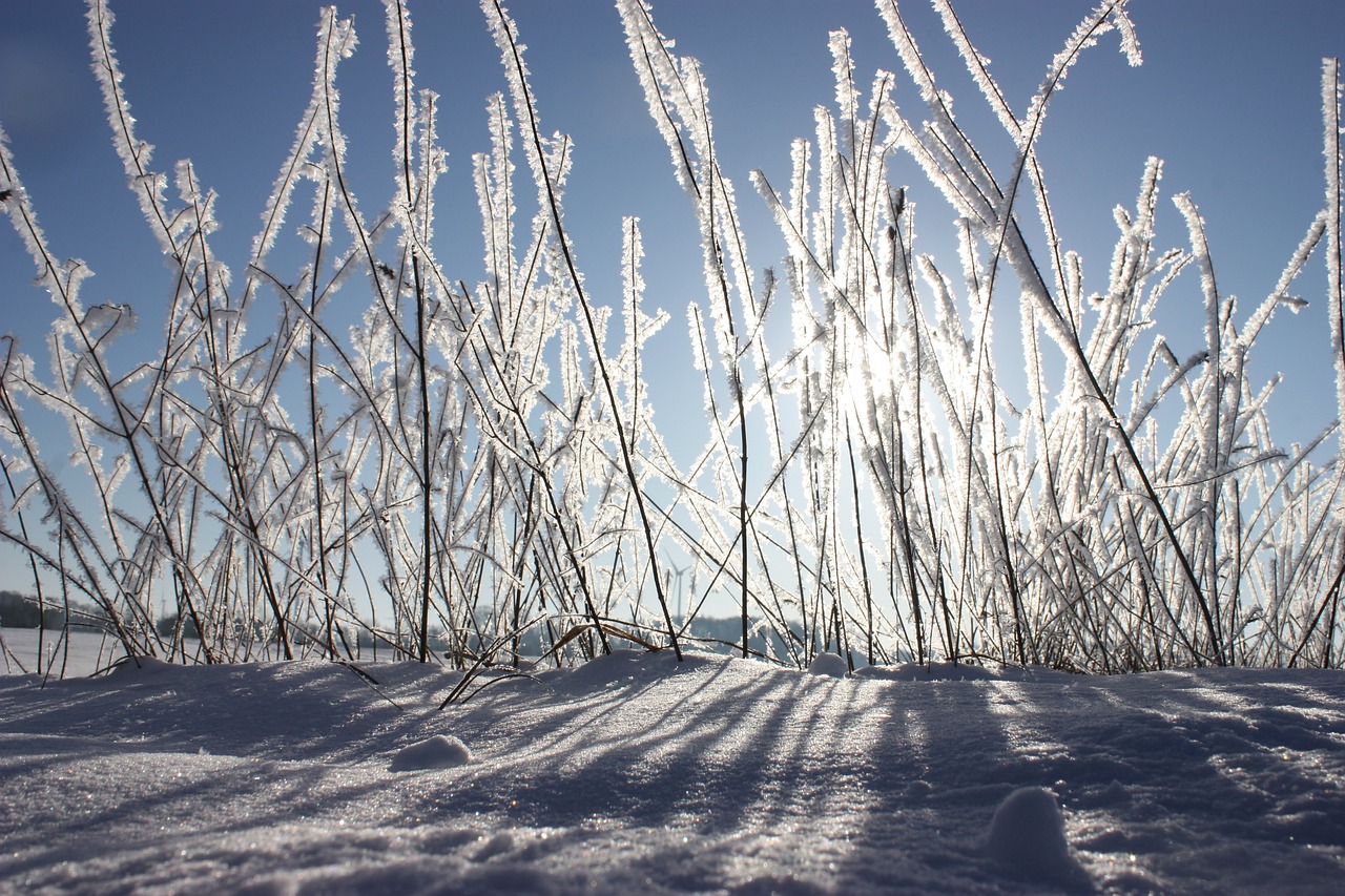 Winter Schnee Gras