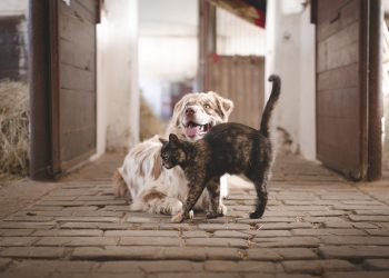 Fußbodenheizung und Haustiere | Schlecht für Hund & Katze?